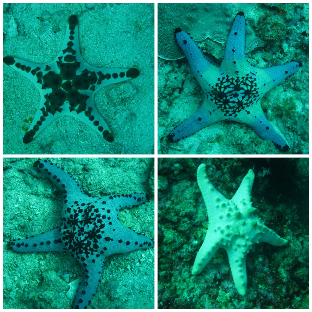 At least one is a chocolate chip starfish...others have raised bumps as well