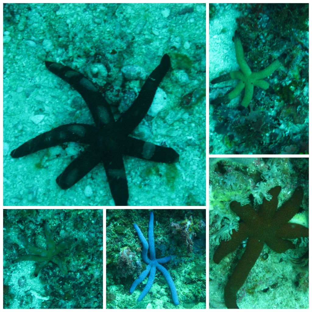 All these starfish have 6  arms