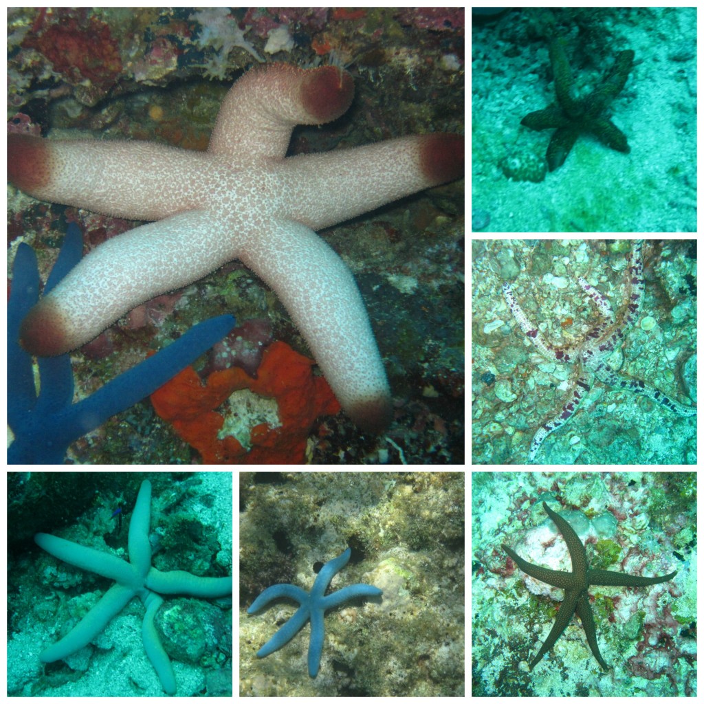 Different types of starfish in Philippines