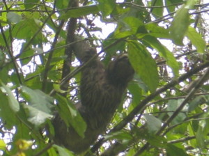 Costa Rican Sloth
