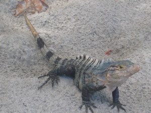 Closer up view of the iguana 