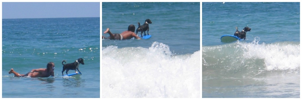 First the owner paddled his dog off and then launched him to surf - and he made it every time.  Great beach entertainment!