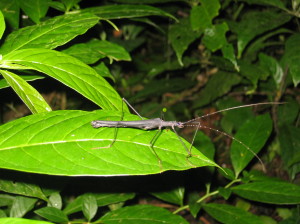 Another cool insect at night