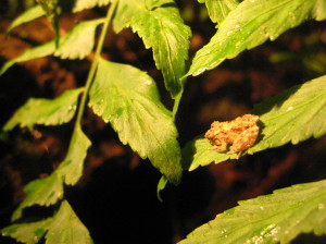 Teeny, tiny frog at night