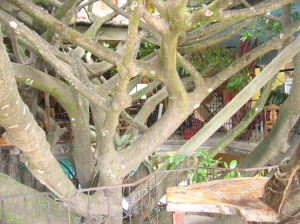 The upper level of the tree house hotel