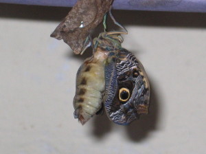 Butterfly coming out of the cocoon 