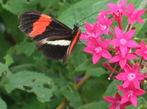 One of the many colorful butterflies we saw