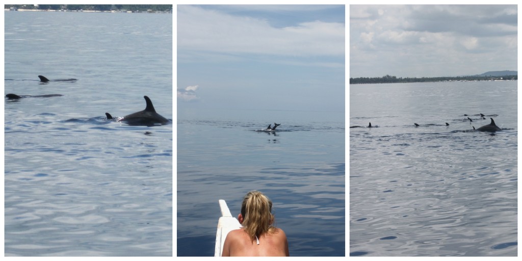 Our unexpected dolphin encounter