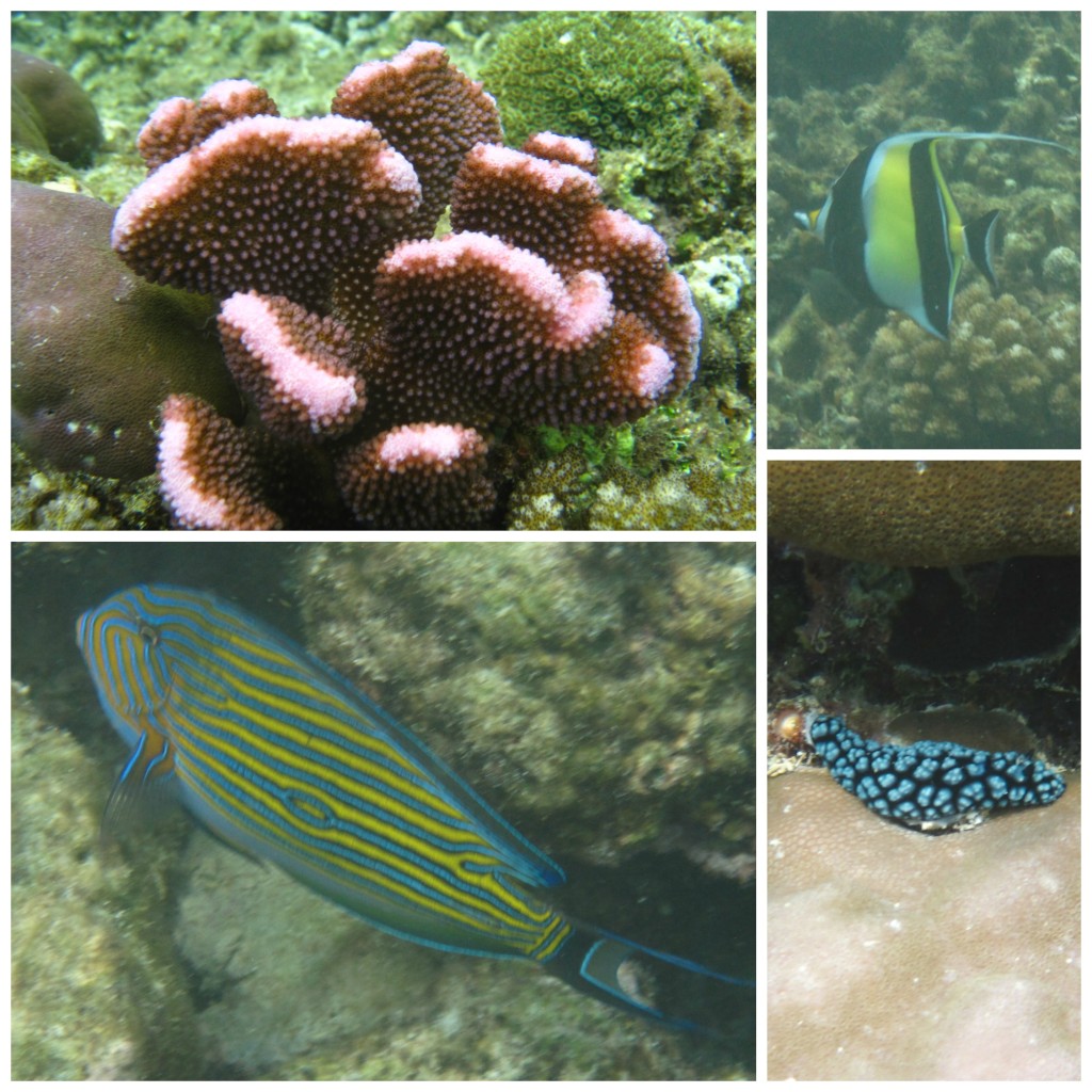 Some of our snorkeling finds