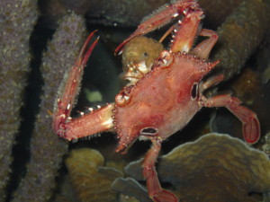 One of the crabs on our night dive in the Rosario Islands