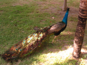 This peacock kept cruising by our hotel room in the Rosario Islands