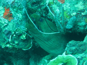 Morry Eel in the Rosario Islands