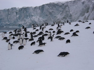 Hundreds of penguins just chilling together