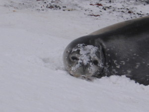 Such a cute Weddell Seal