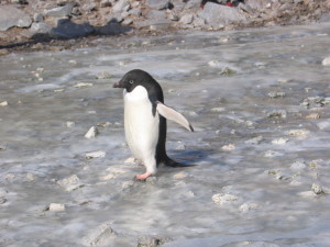 Antarctica_Day 1_Penguins sliding
