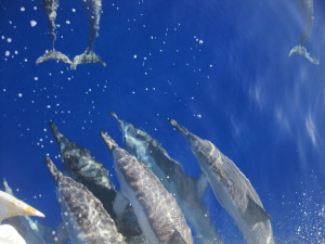 Pod of Spinner Dolphins that came along our boat