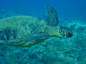 Maui_Turtles