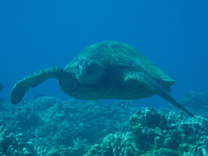 Maui_Turtles