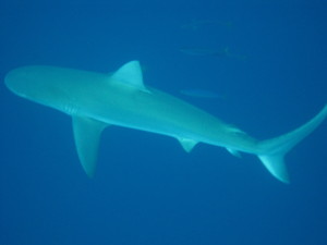 Galapagos Shark seen right below us while scuba diving at the Hammerhead shark site. 