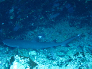 White Tip Shark seen on backwall of Molikini crater while scuba diving