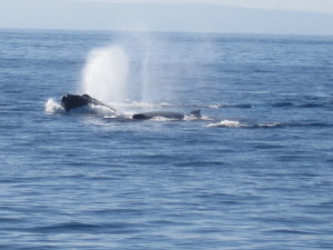 Maui_Whales