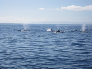 Pod of male humpback whales chasing one female