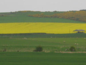 Patches of bright yellow mixed in green fields